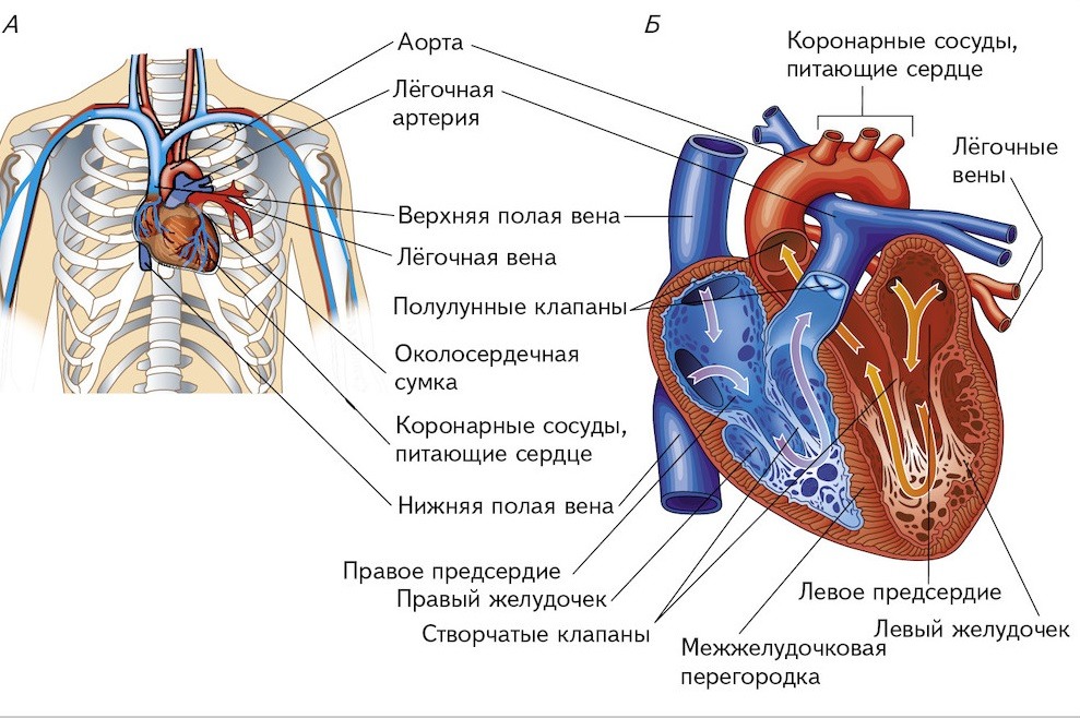 Анатомия где находится сердце человека фото
