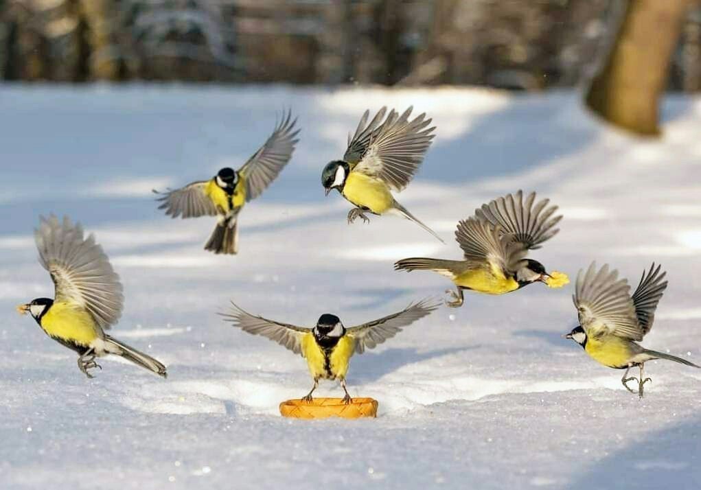 Синичка фото птички зимой