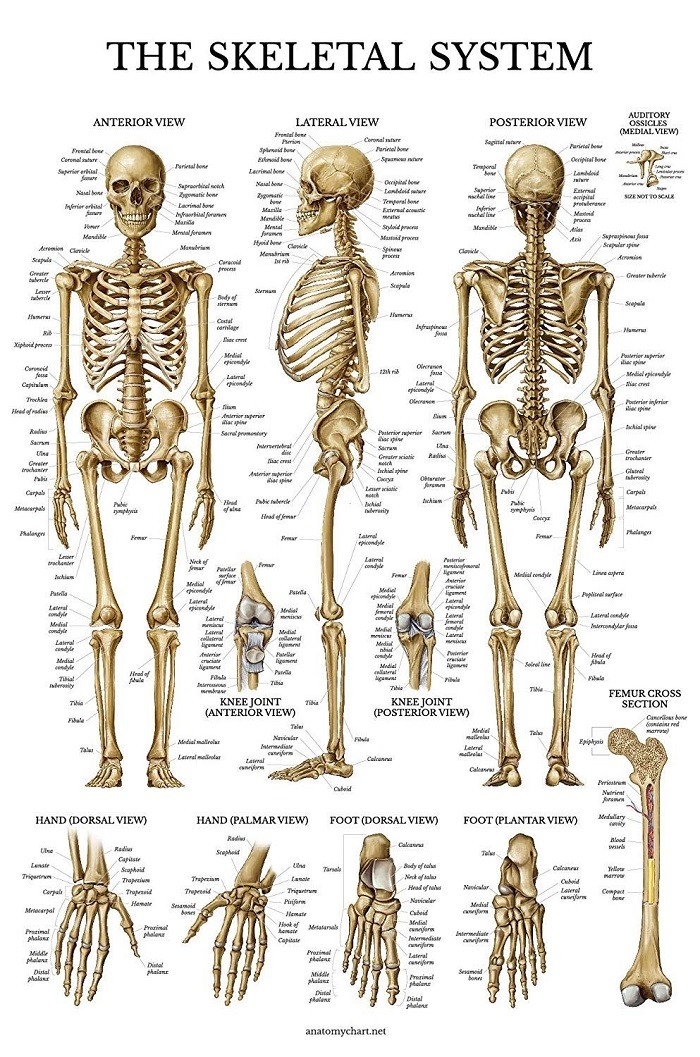 Скелет Человека Фото С Надписями