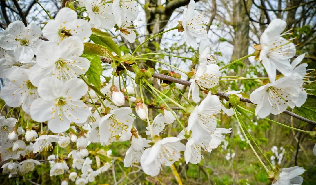 1 зацвели деревья. Дерево цветет белыми цветами ранней весной. Белое цветение.