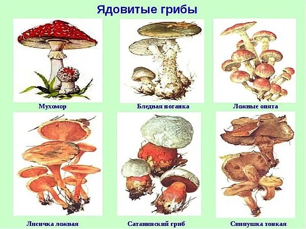 Сказочные грибы картинки