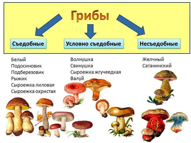 Отметь рисунки на которых представлены съедобные грибы