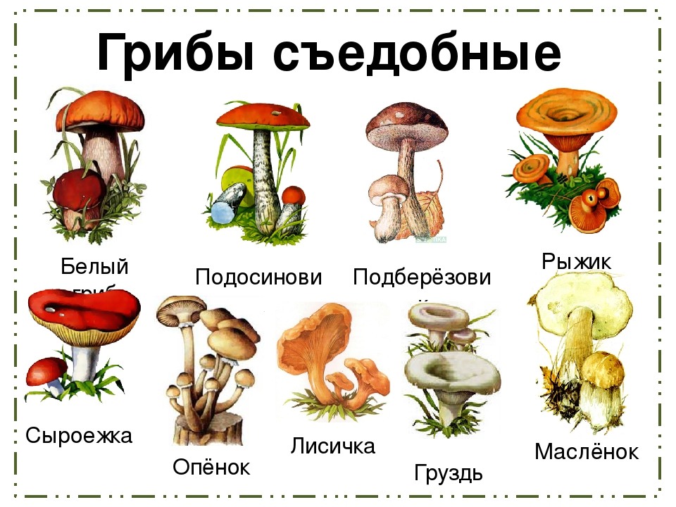 грибы бывают съедобные и несъедобные