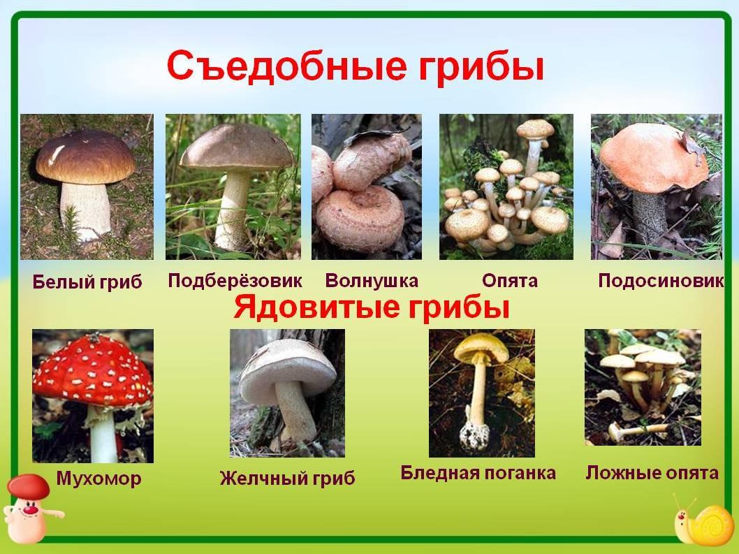 лесные грибы съедобные и несъедобные фото