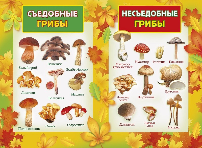 лесные грибы съедобные и несъедобные фото