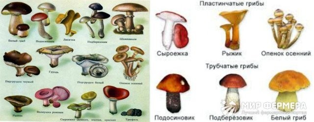 Выбери рисунки на которых представлены съедобные грибы