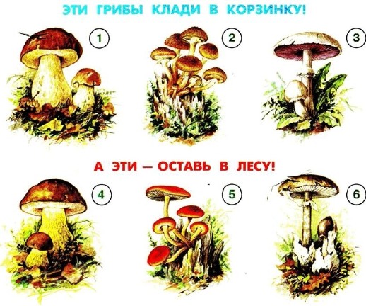 Картинки съедобные и несъедобные грибы