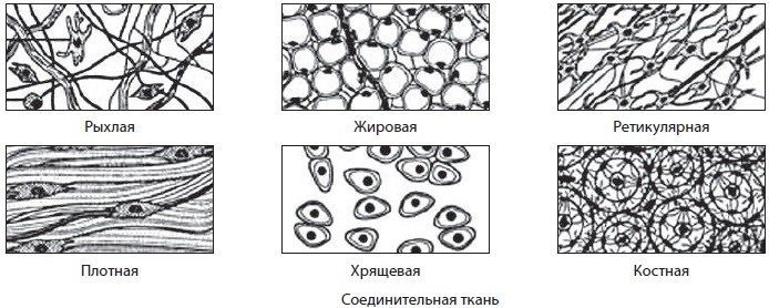 Виды тканей человека рисунки