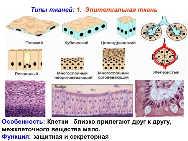 Типы тканей организма человека картинки