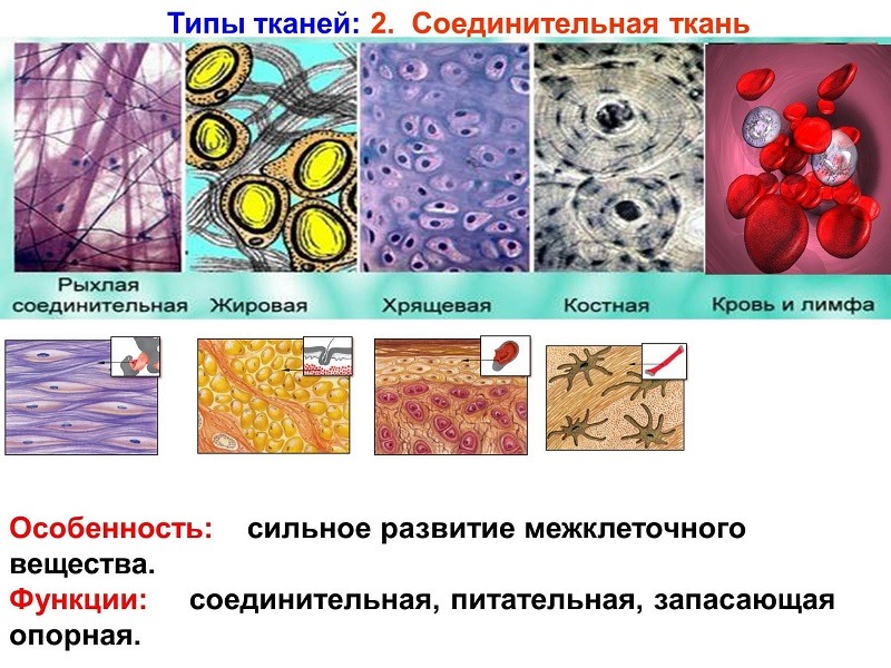 Какие ткани изображены на картинке 8 класс