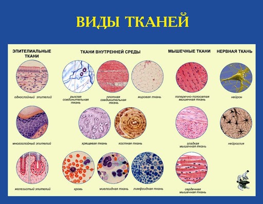 Виды тканей и картинки