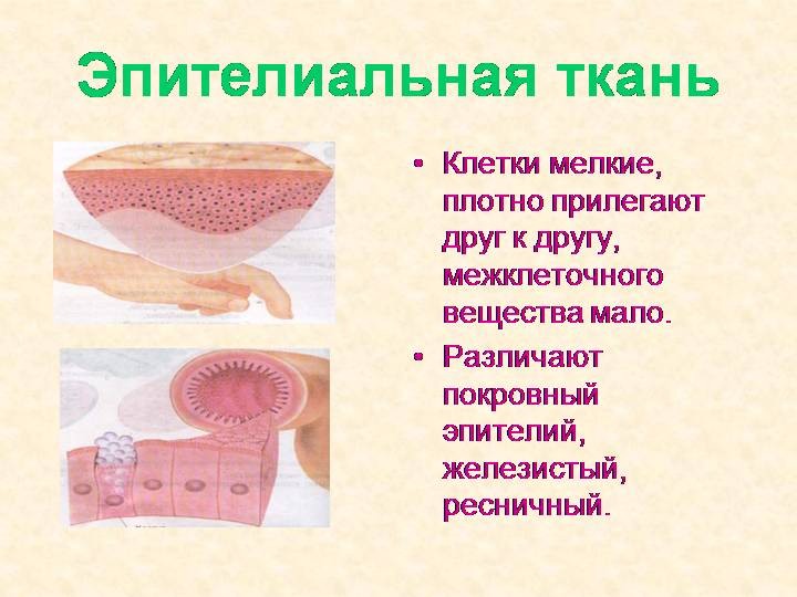 Какие ткани изображены на картинке 8 класс