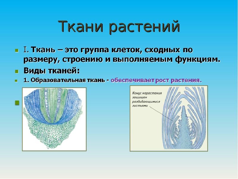Свойства растительных тканей. Ткани растений. Tekana rasteniya. Ткани растений растений. Строение тканей растений.