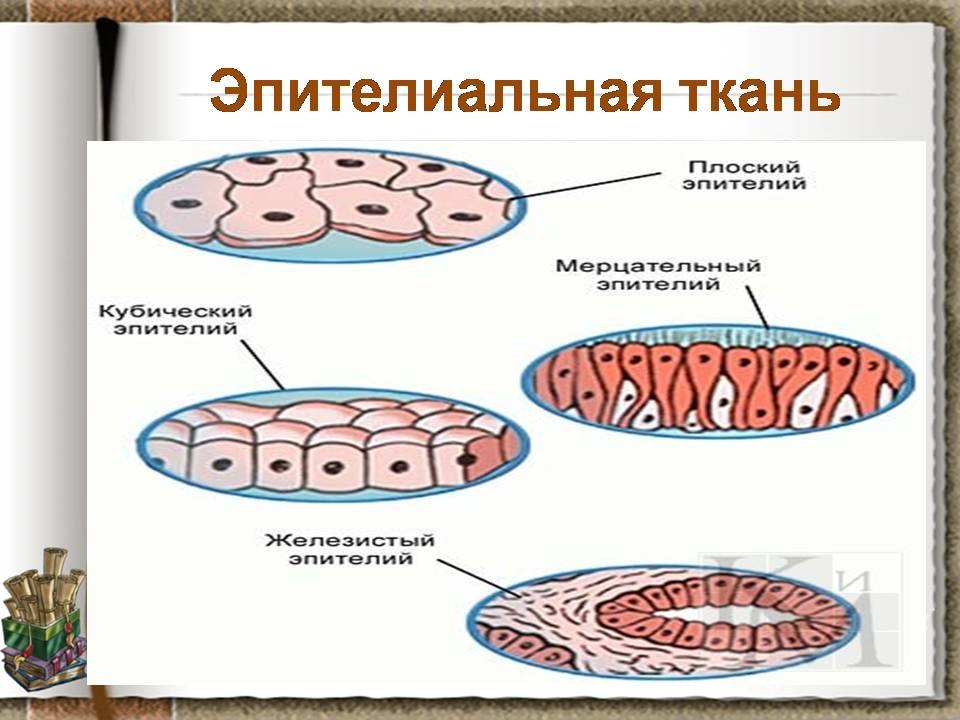 Виды тканей картинки для детей