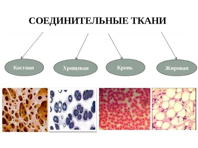 Изображение соединительной ткани