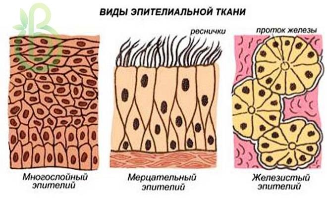 Ткани рисунки анатомия