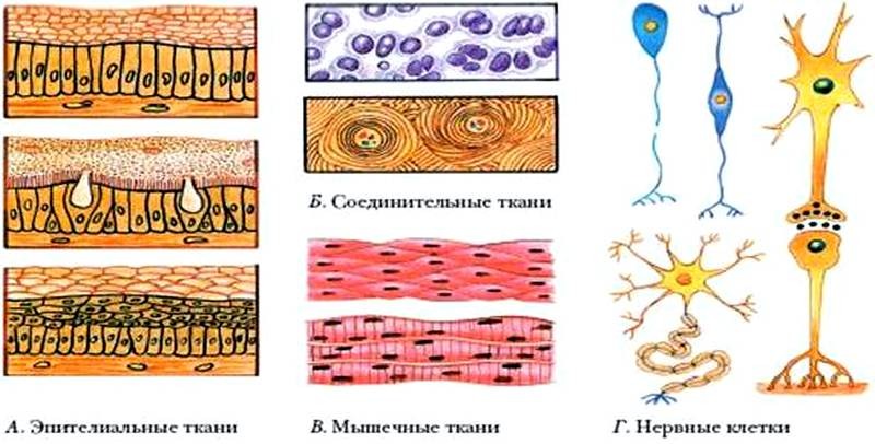 Ткани названия и фото