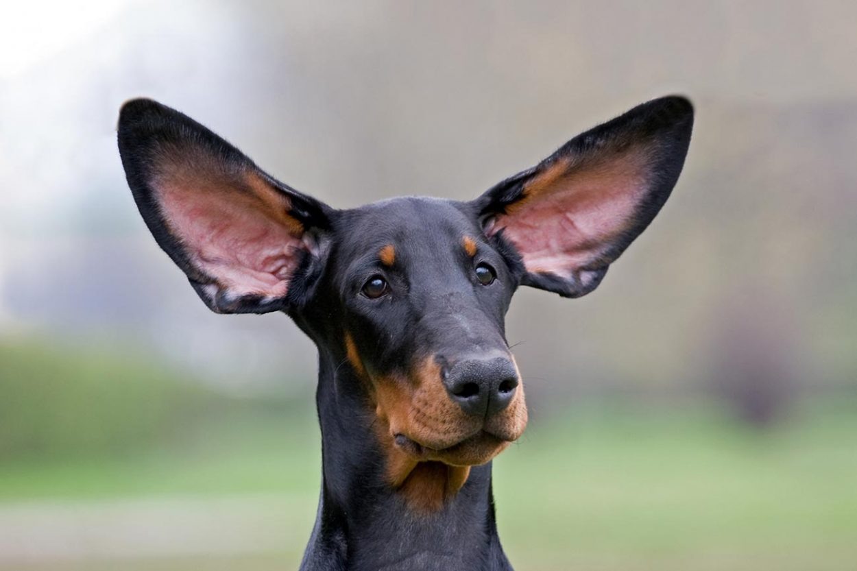 Доберман с некупированными ушами