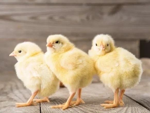 Найти цыпленка на картинке с зайцами ответ