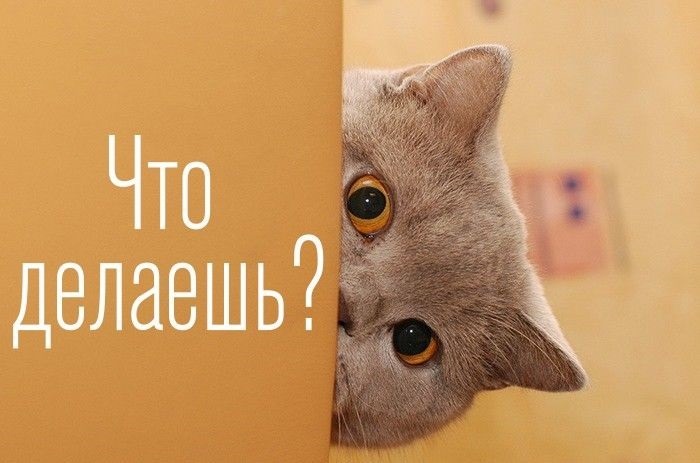 Что делаешь сено кошу и у монитора складываю