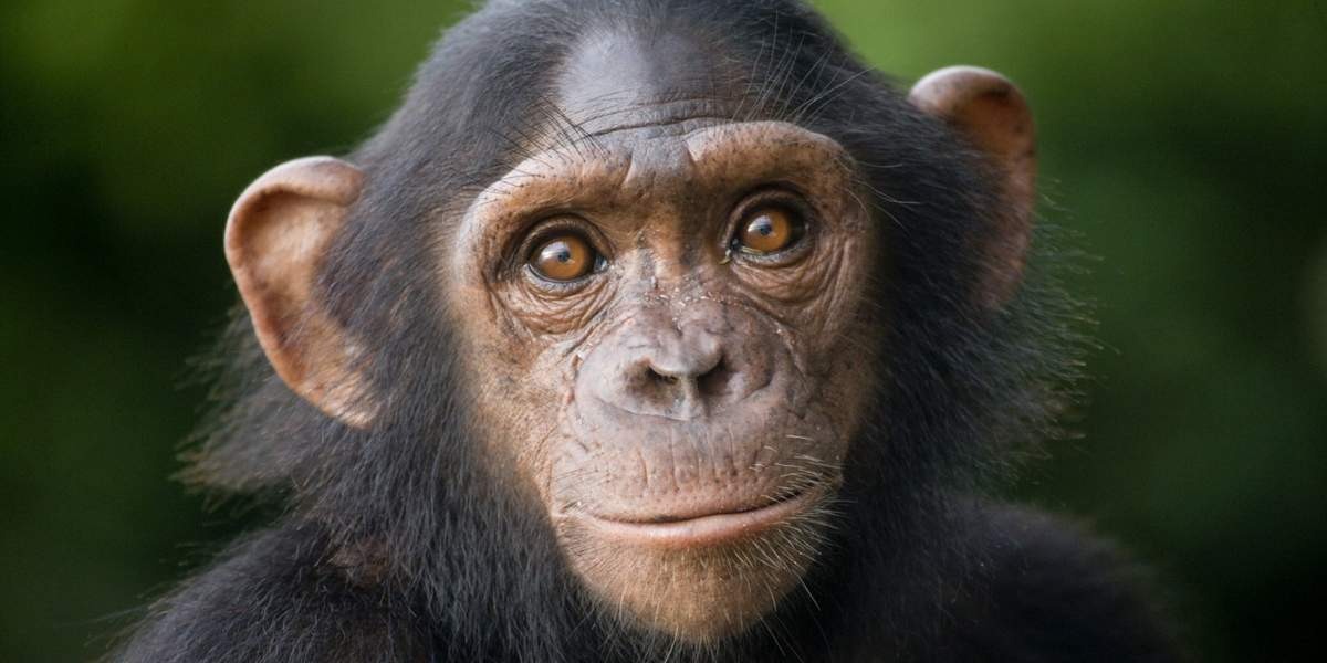 Шимпанзе смешные картинки