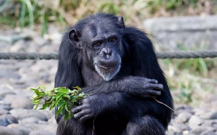 Шимпанзе смешные картинки