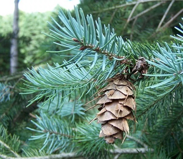 Амбровое дерево фото с шишками