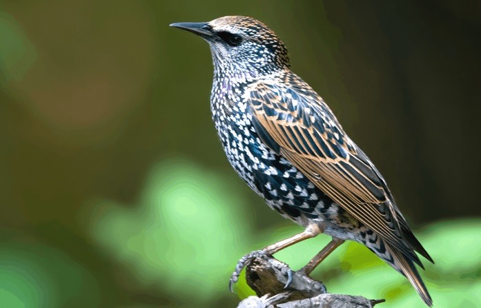 Птицы похожие на скворцов фото с названиями