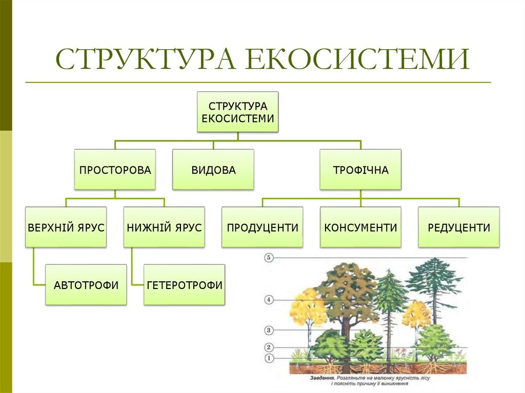 Структура биогеоценоза схема
