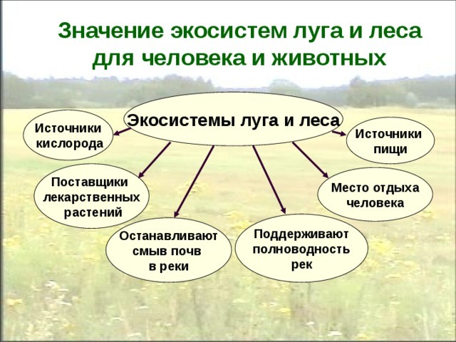 Тинькофф экосистема картинка