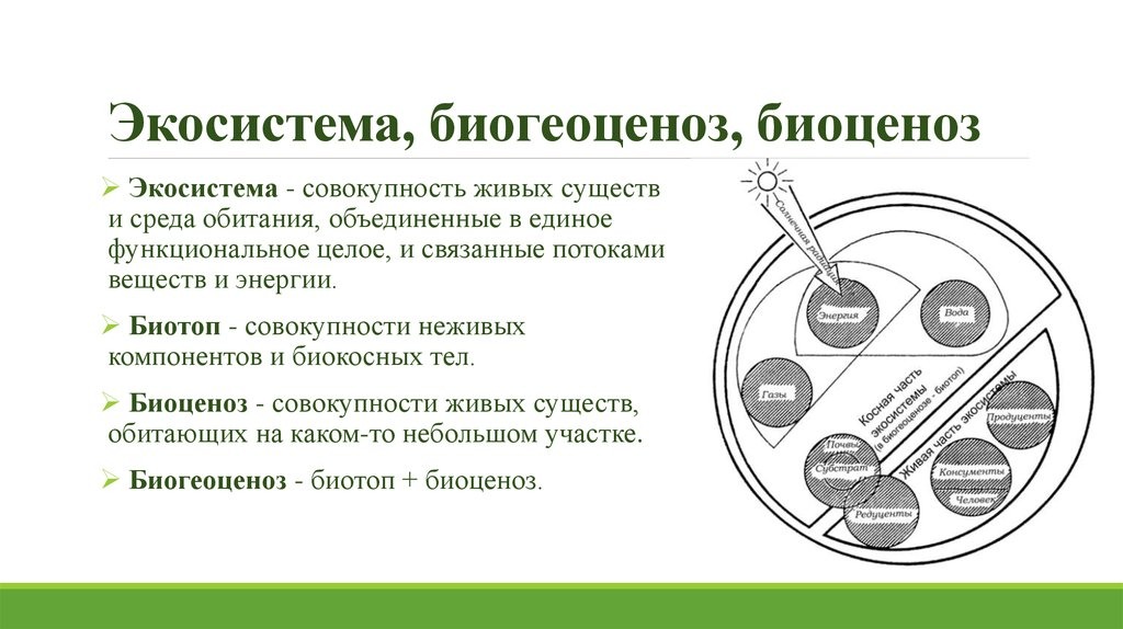 Биогеоценоз рисунок по биологии