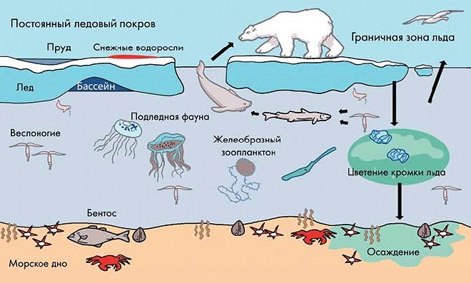 Рисунок экосистемы 7 класс биология