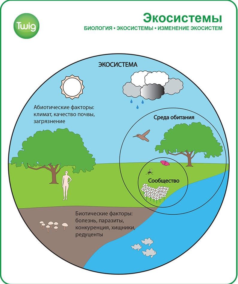 Механизмы экологических систем. Экосистема. Экосистема рисунок. Разработка экосистемы. Екосистеми картинки.