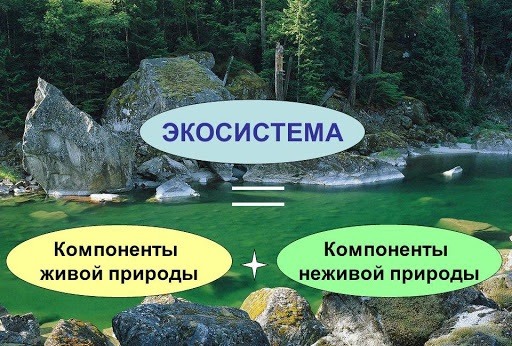 Водная экосистема картинки