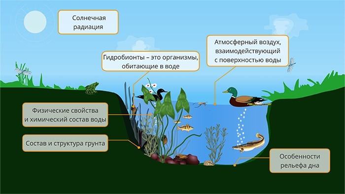 Сравните водные и наземные экосистемы на рисунке