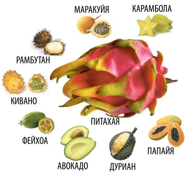 Экзотические фрукты в разрезе фото и названия