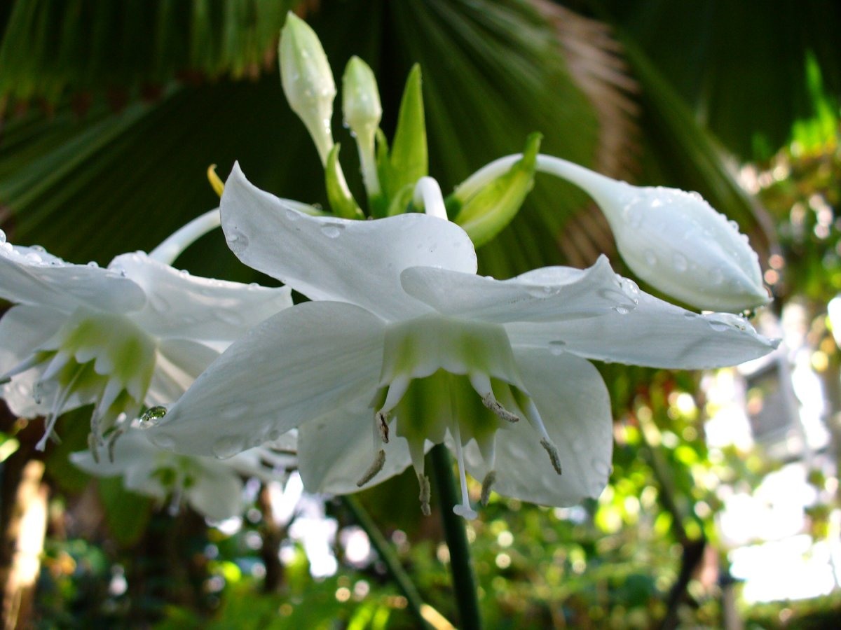 Eucharis Amazonica