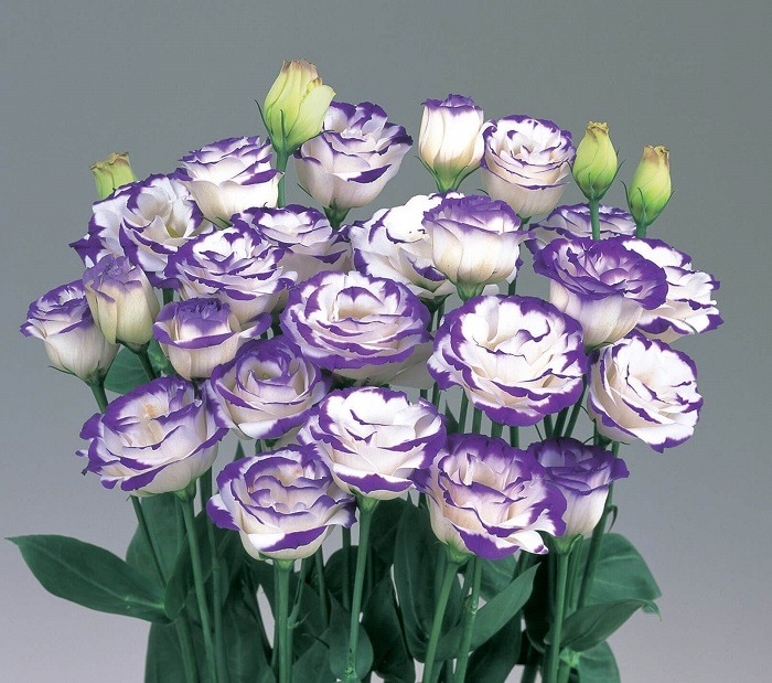 Как называется цветок с фиолетовыми цветами фото и названия