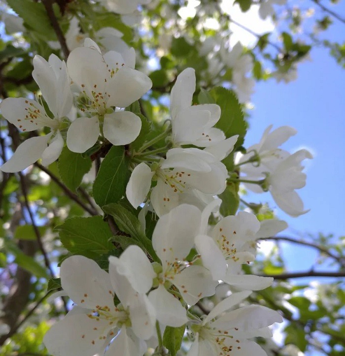 Дерево яблоня цветет картинки