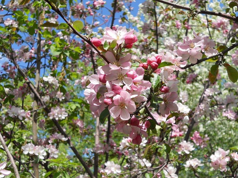 Дерево яблоня цветет картинки