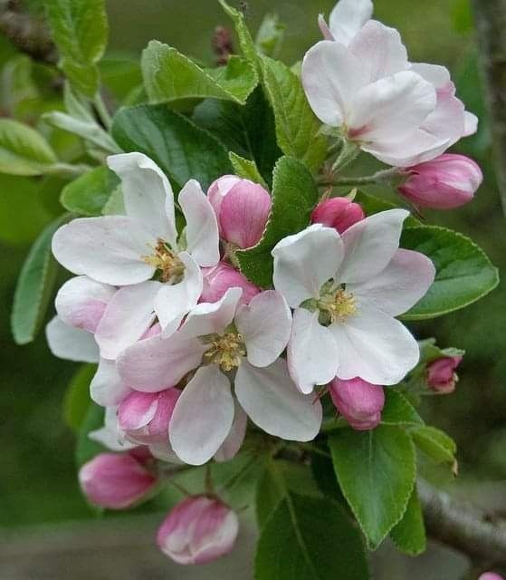 Яблони в цвету картинки красивые с добрым утром