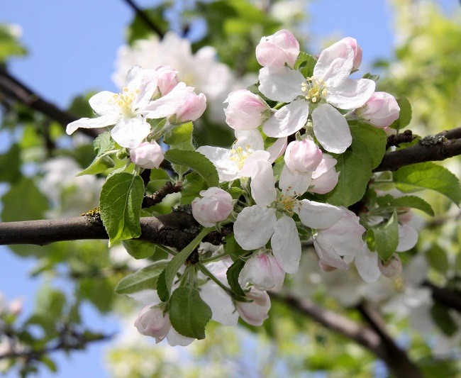 Фотообои цветущая яблоня в интерьере