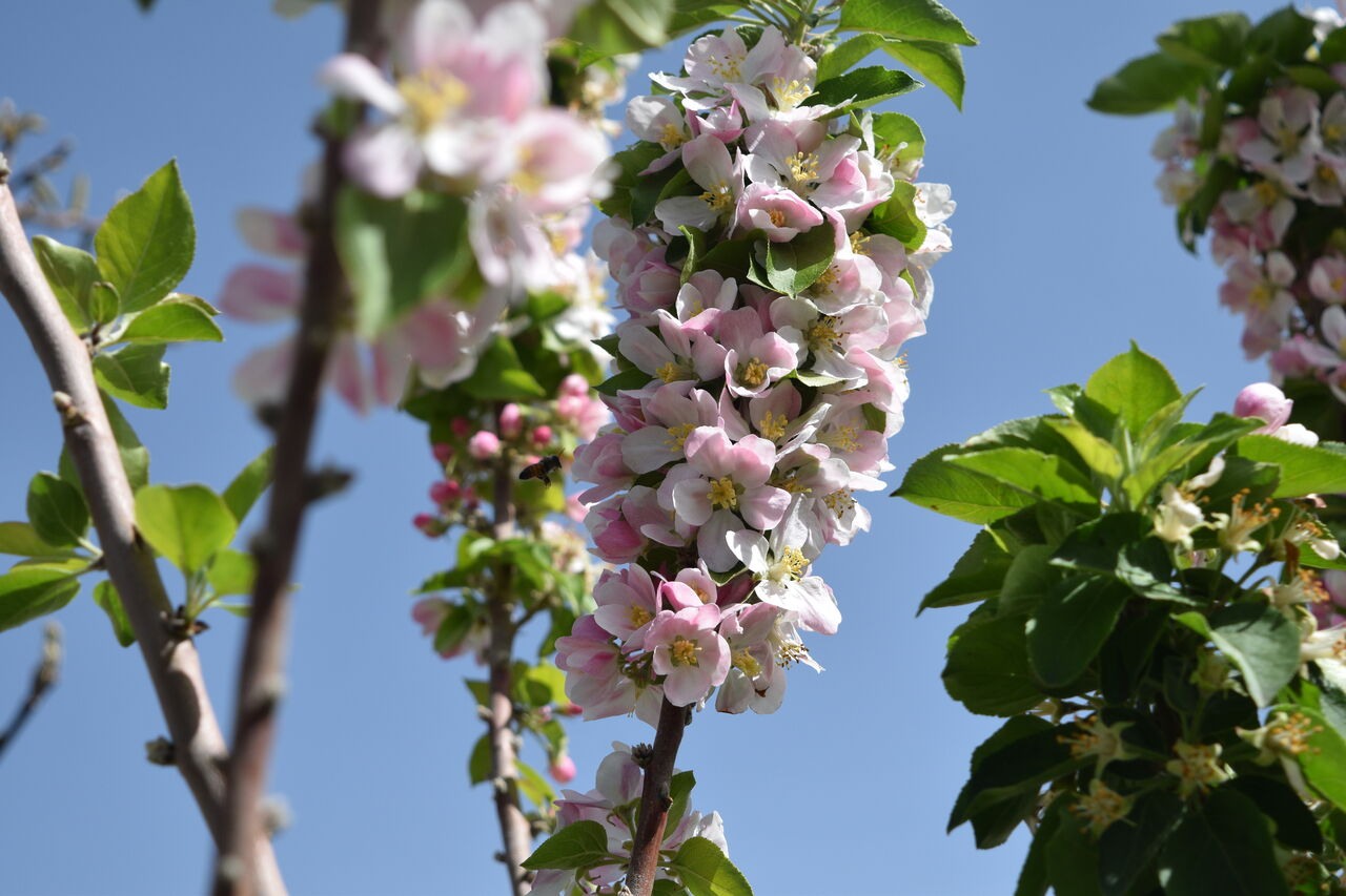 Фото в яблочном саду цветущем