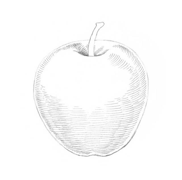 Яблоко антоновка рисунок