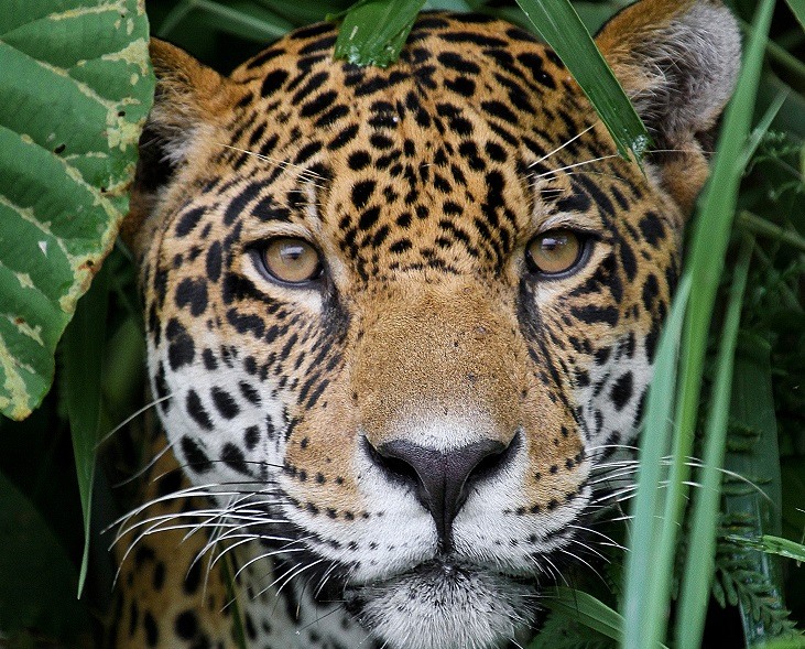 Beautiful zoo. Ягуар Амазонии. Ягуар животное. Ягуар в джунглях амазонки. Леопард в джунглях.