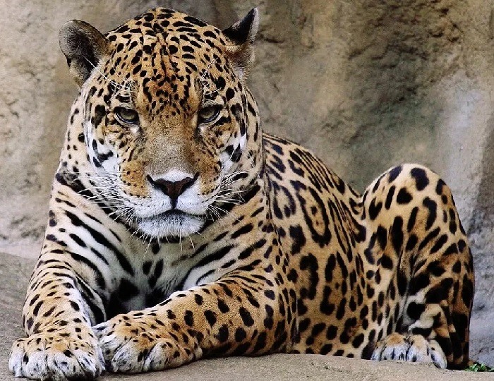 Леопард и ягуар чем отличаются фото и описание