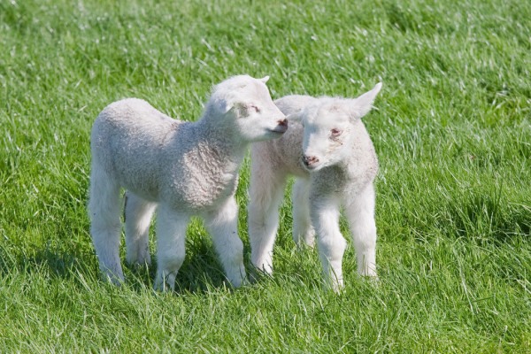 Фото с овечками