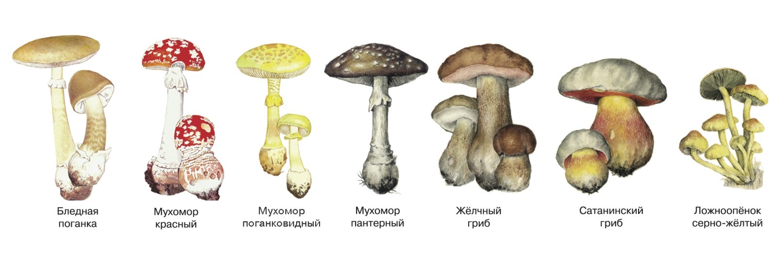 Как называется данная группа грибов. Несъедобные и ядовитые грибы. Несъедобные Шляпочные грибы. Название ядовитых и неядовитых грибов. Ядовитые грибы Самарской области.