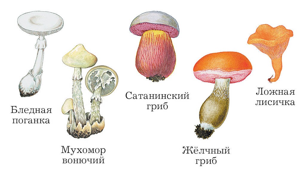 Ядовитые грибы картинки с названиями и описанием