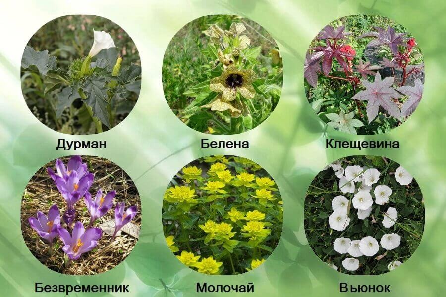 Цветущие растения картинки